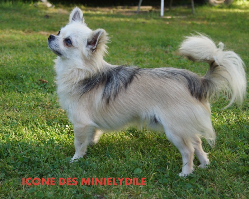 Icone des Mini Elidyle