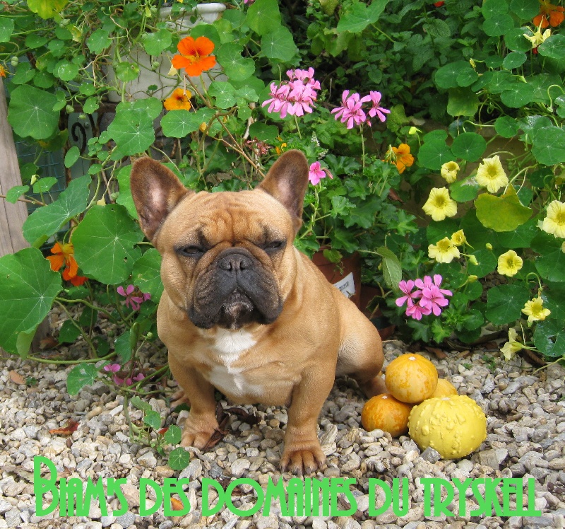 Diam's des domaines du Tryskell