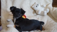 CHIOT