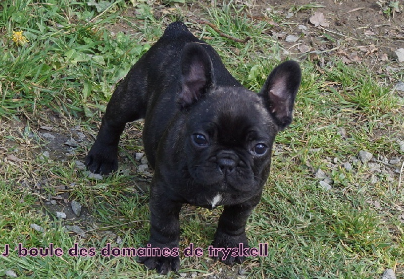 Chiot Bouledogue français des domaines du Tryskell